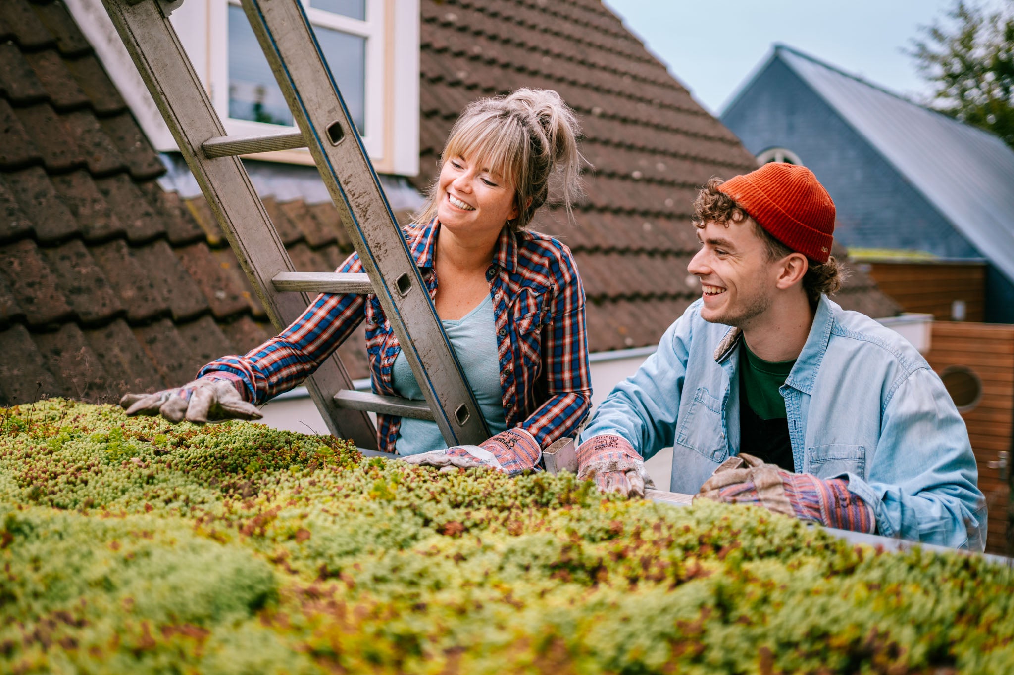 Allt du vill veta om sedum