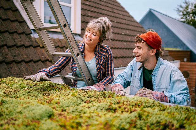 Allt du vill veta om sedum