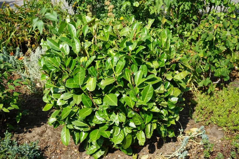 Plantering av häckar av lagerhägg i 6 steg