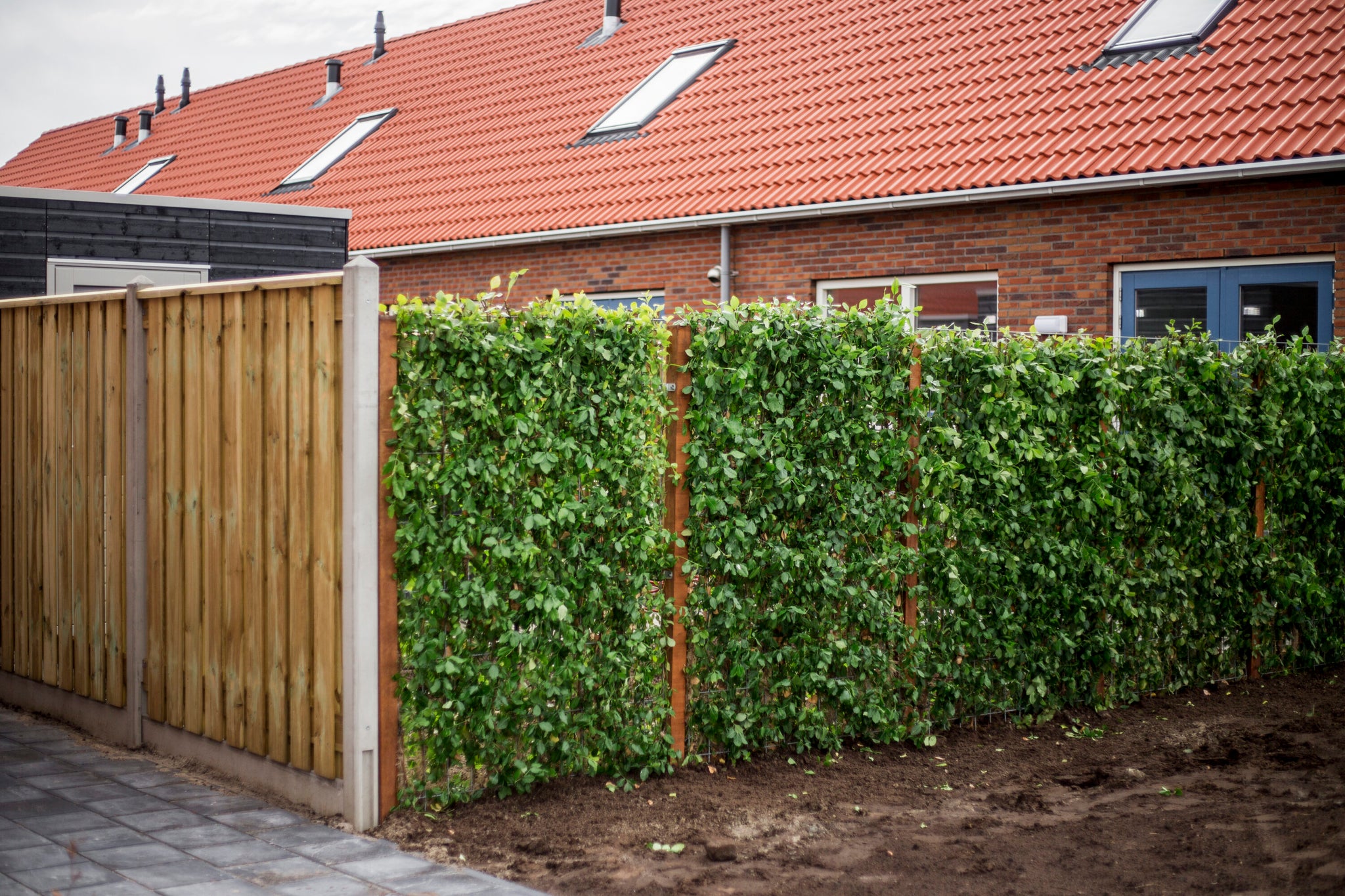 Integritet i trädgården: så går du från nyfikna grannar till gröna väggar