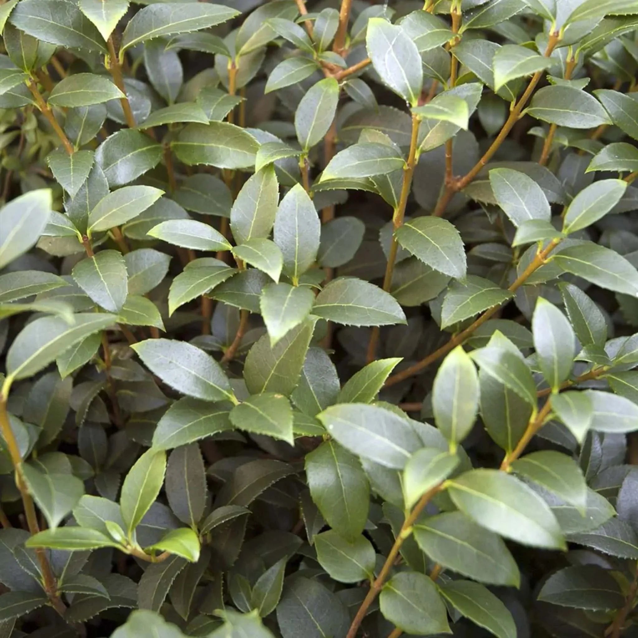 Beskärning av osmanthus: så gör du