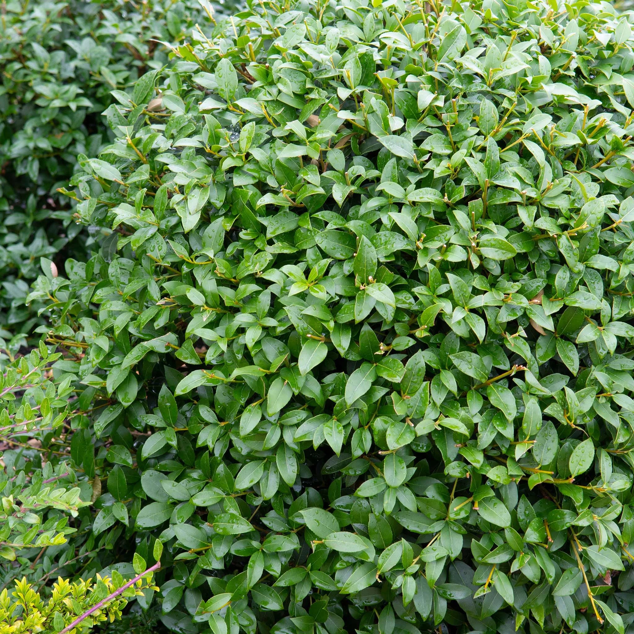 Så planterar du osmanthus