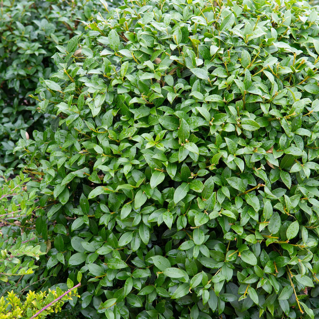 Så planterar du osmanthus