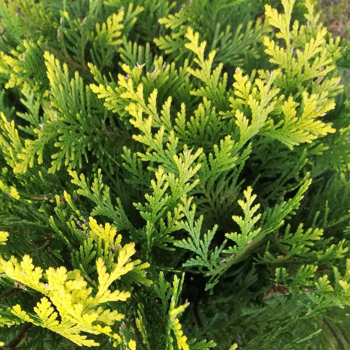 Kalifornisk cypress planteringsavstånd