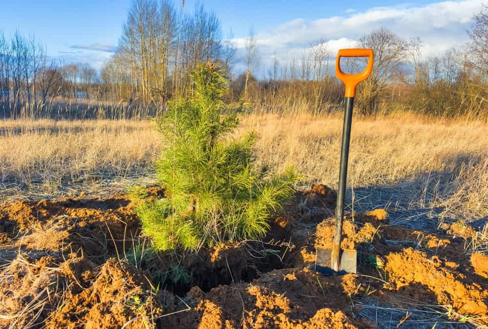Flytta barrträd i 5 steg