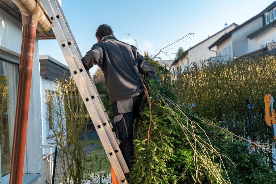 Ta bort barrträd själv i trädgården: 5 steg