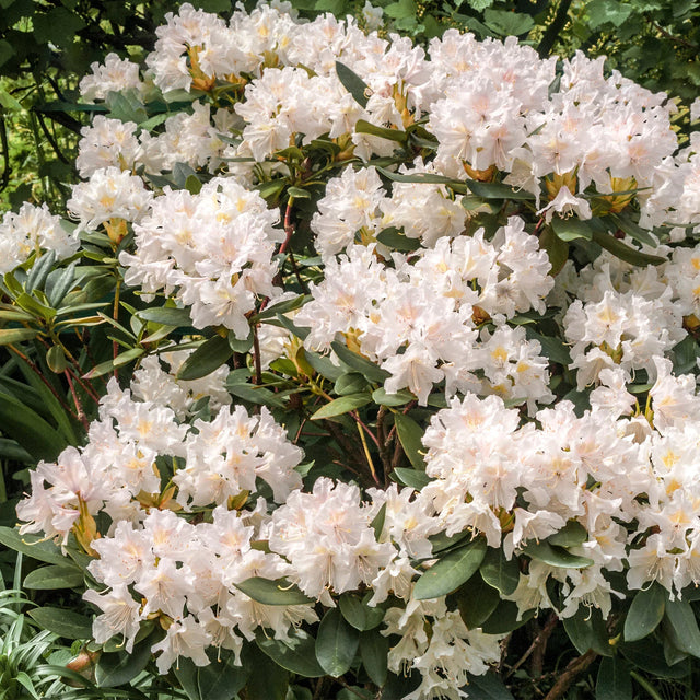 Rhododendronens tillväxttid
