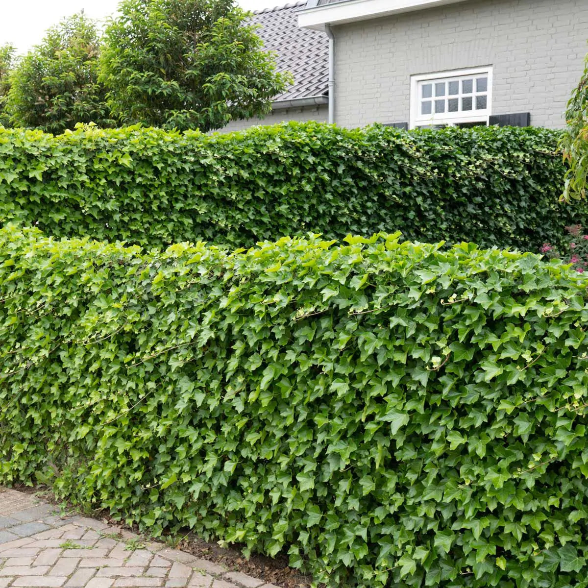 Varför växer inte murgröna? Orsaker och lösningar
