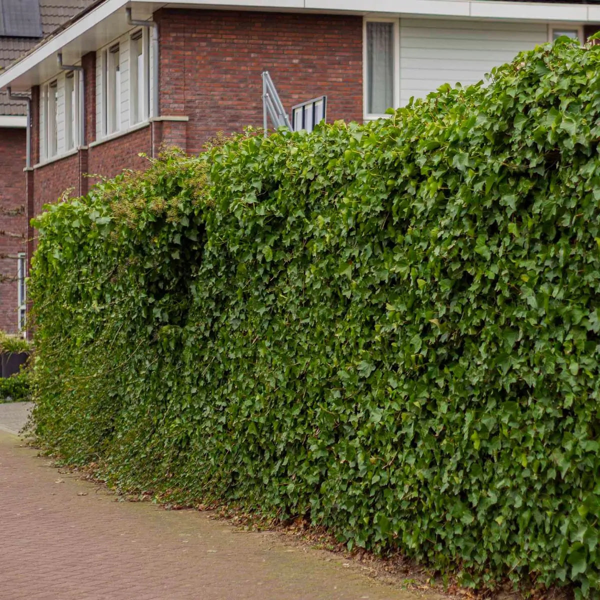 Det ideala planteringsavståndet för murgröna