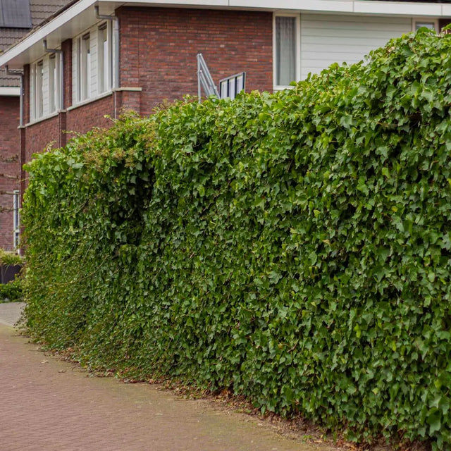 Det ideala planteringsavståndet för murgröna