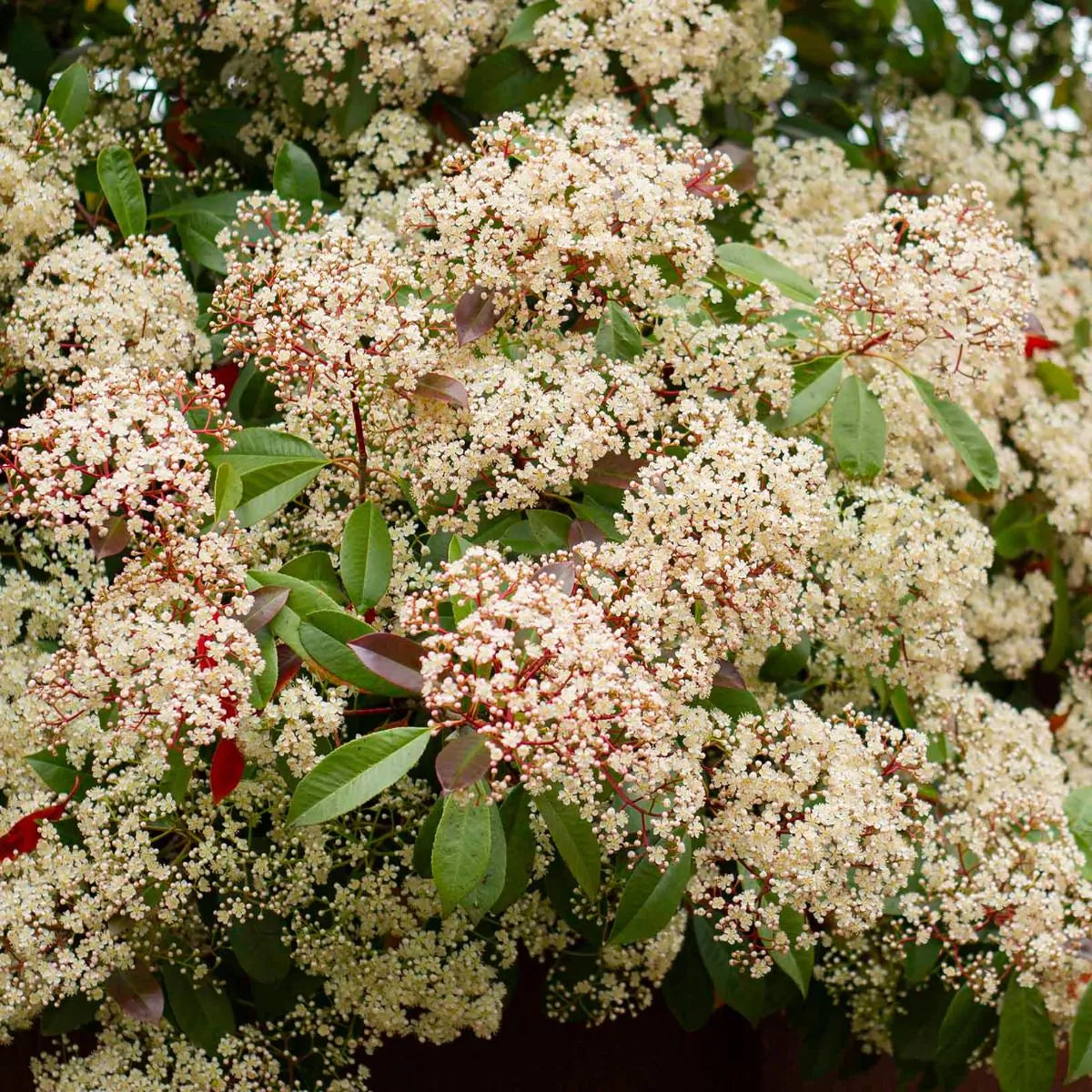 Blomningen av glansmispel