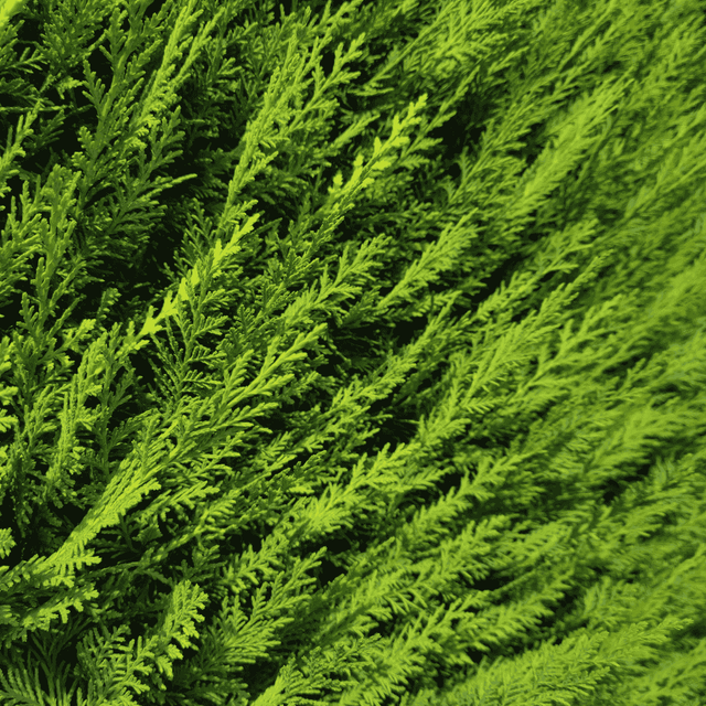 Beskära leylandcypress: den kompletta guiden