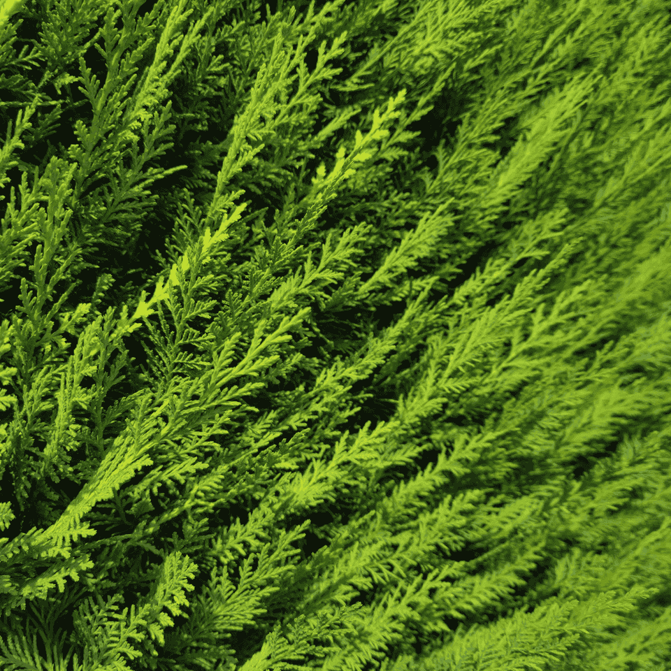 Beskära leylandcypress: den kompletta guiden