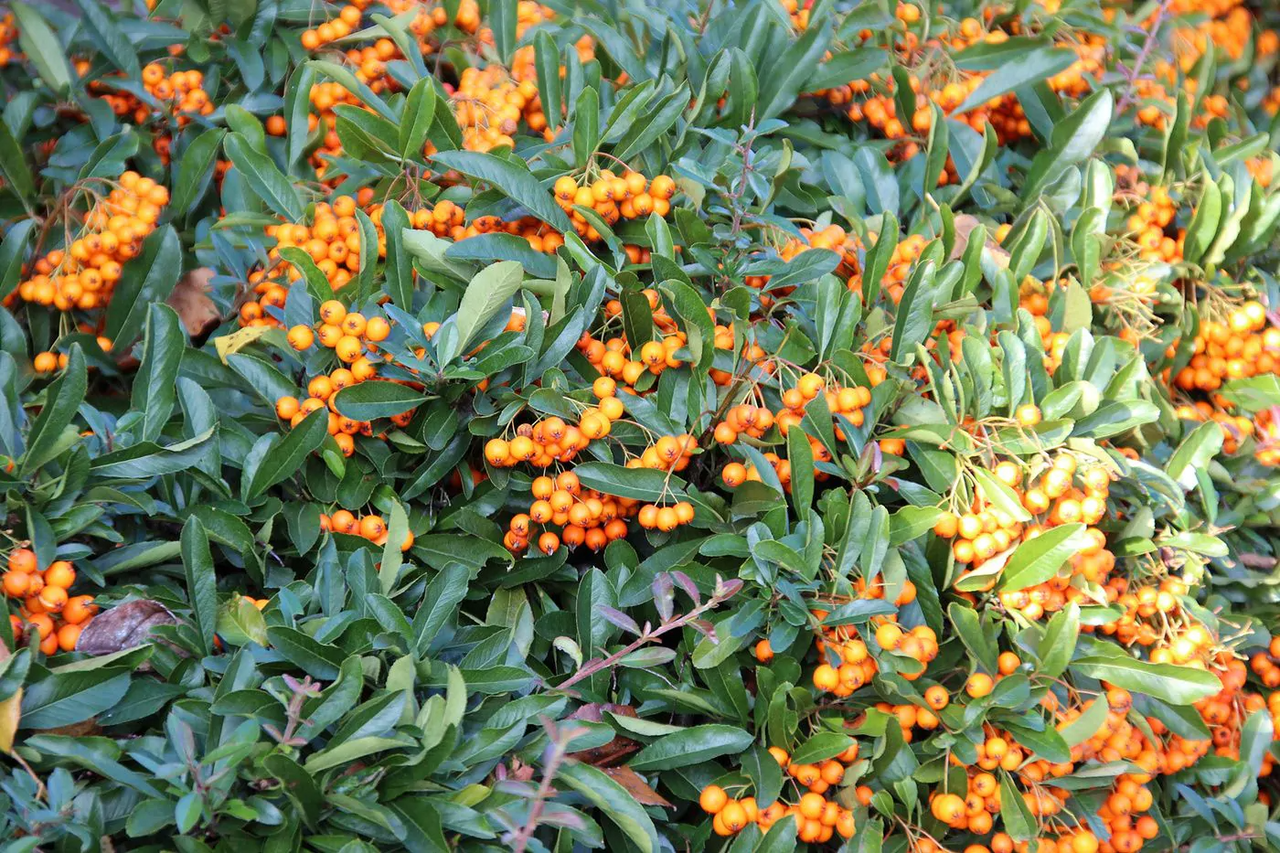 Planttid för eldtornen (Pyracantha)
