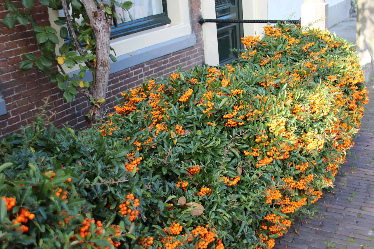Beskärning och skötsel av eldtornen (Pyracantha)
