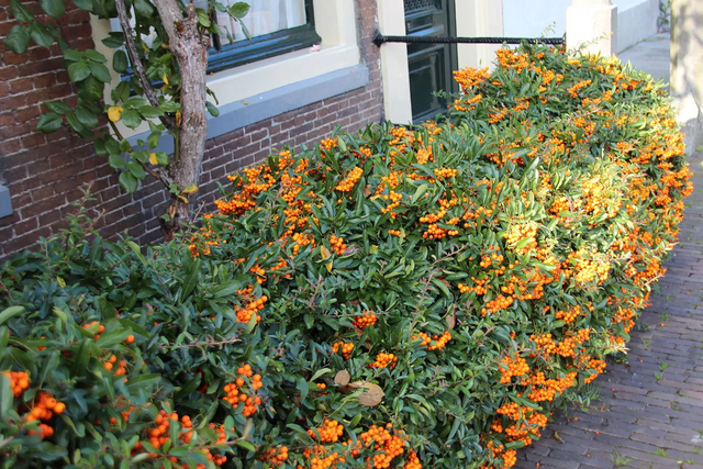 Beskärning och skötsel av eldtornen (Pyracantha)