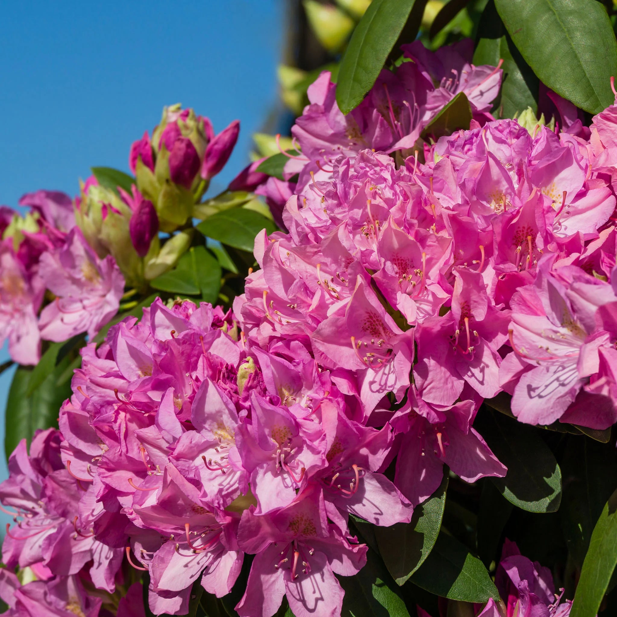 Den bästa placeringen för en rhododendronhäck