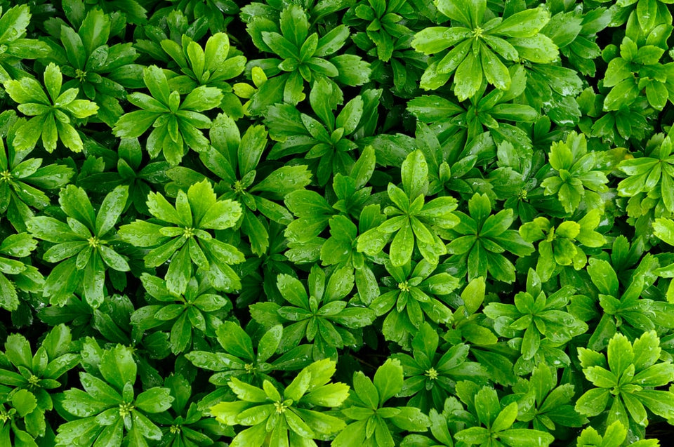 Bästa tiden att plantera marktäckare