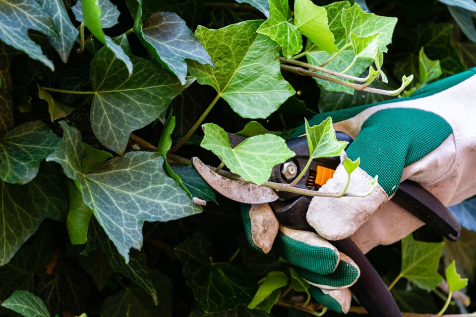 Så får du Hedera att växa snabbt