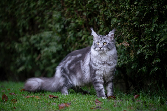 Are conifers poisonous?