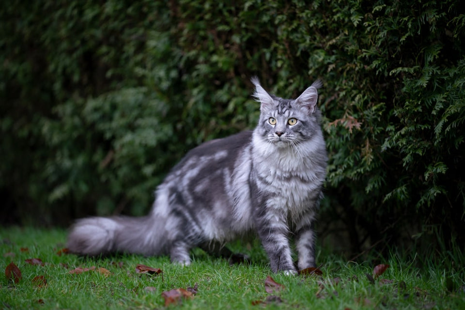Are conifers poisonous?