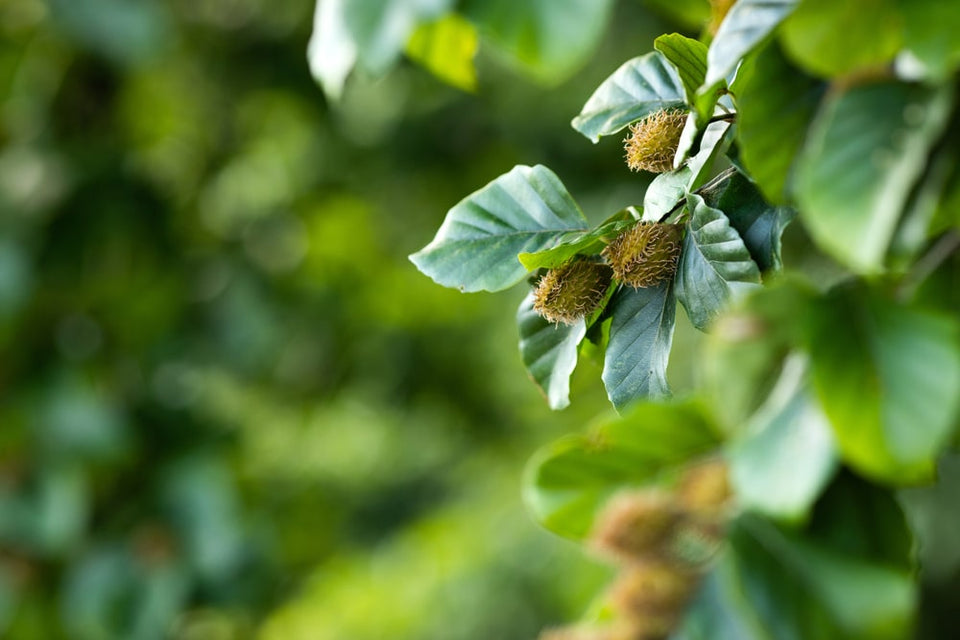 Bokhäckens blomningsperiod