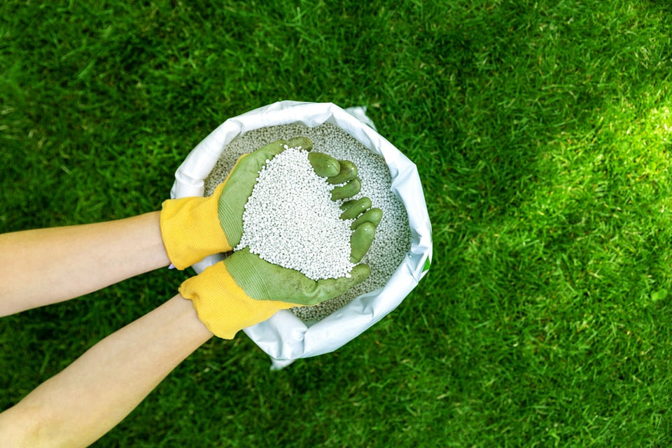 Gödsla idegran: rätt näring för optimal tillväxt