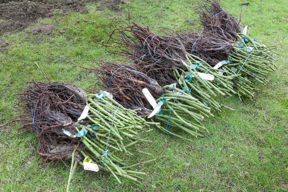 Plantera och sköta barrotsväxter