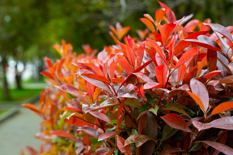 Which types of hedges are there?