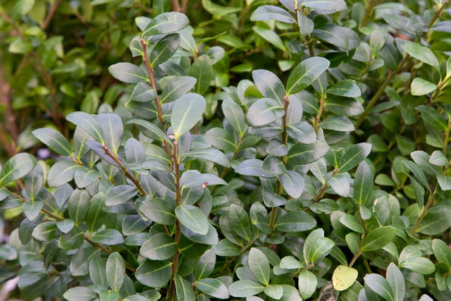 Nackdelarna med japansk järnek (Ilex crenata)