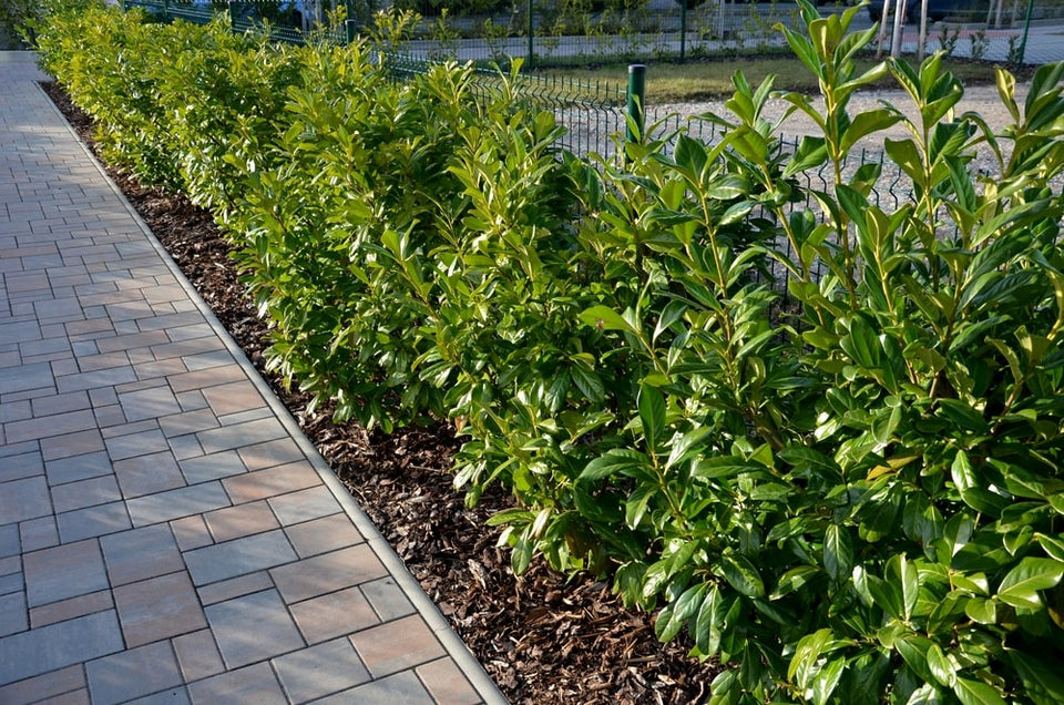 Att välja rätt plantstorlek för din häck