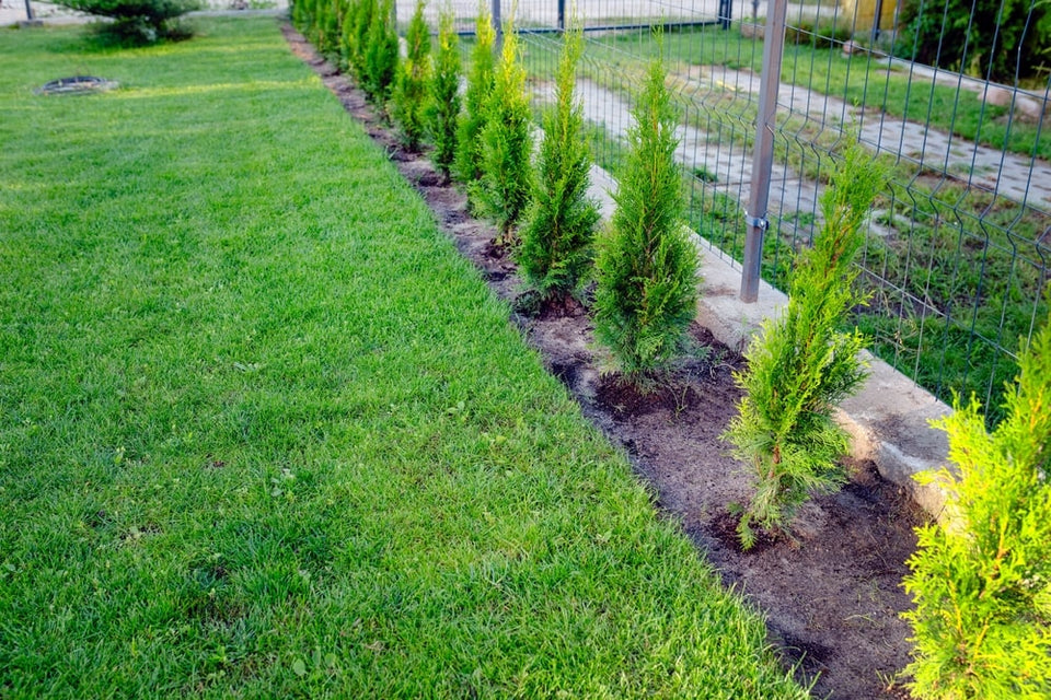 Plantera häckplantor med rotklump