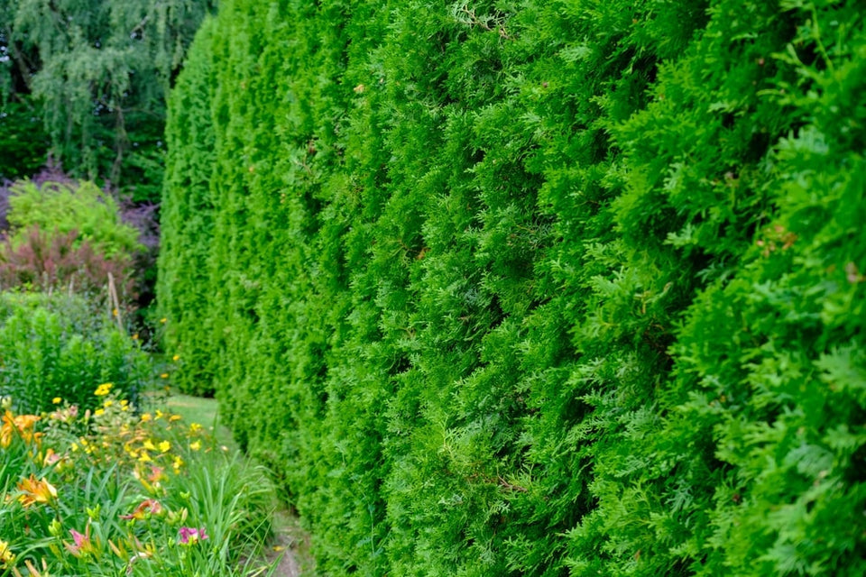 Att plantera montereycypress