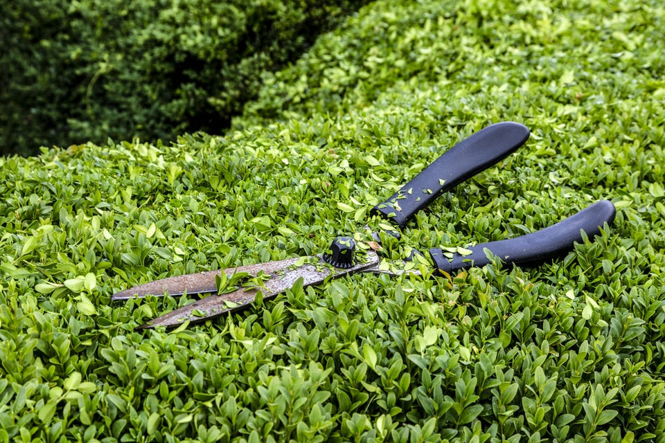 Beskära en ligusterhäck: 5 enkla steg