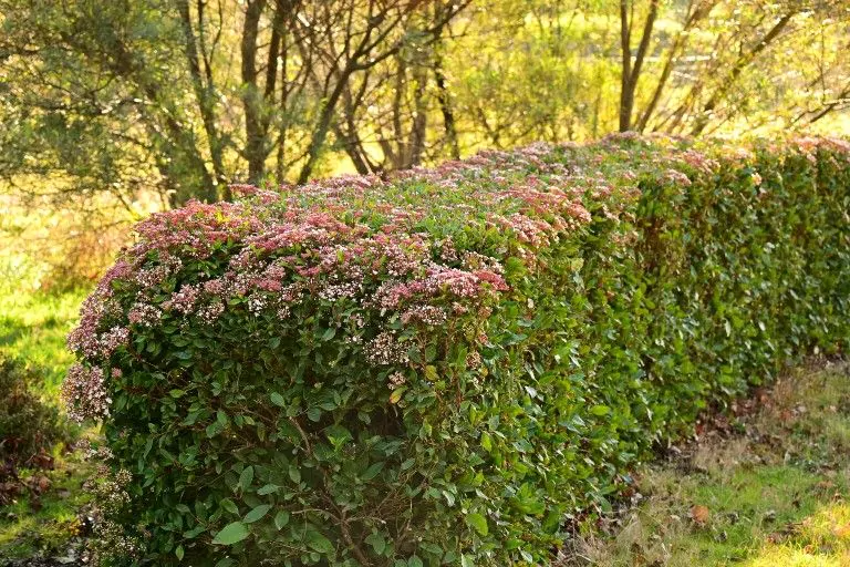 Beskärning av Viburnum tinus: alla tips samlade
