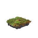 Sedummodule standard