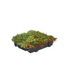 Sedummodule standard