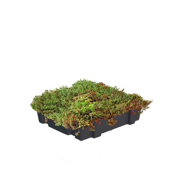 Sedummodule standard