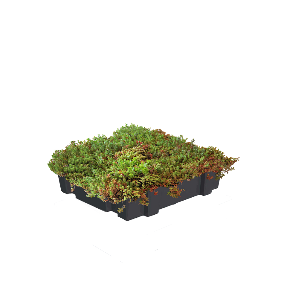 Sedummodule standard