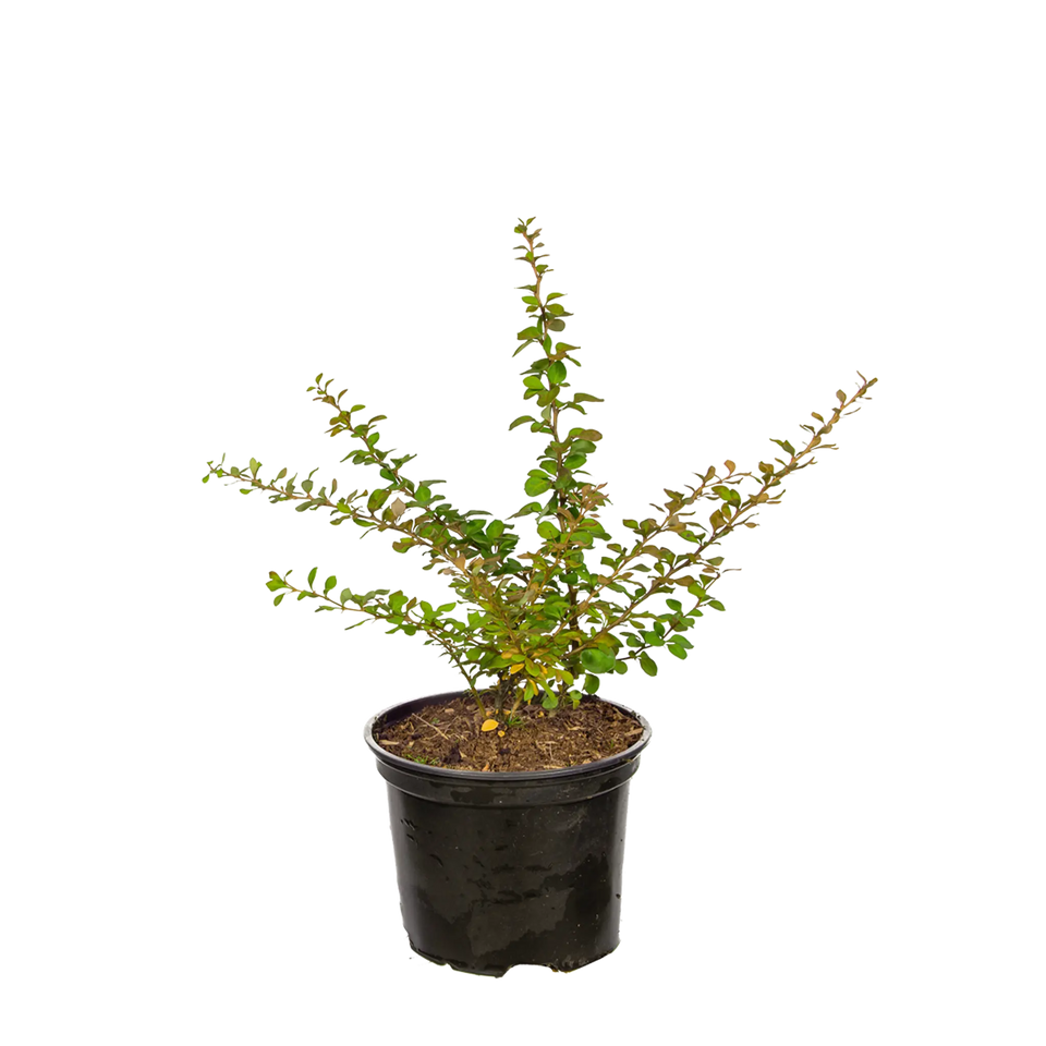 Häckberberis