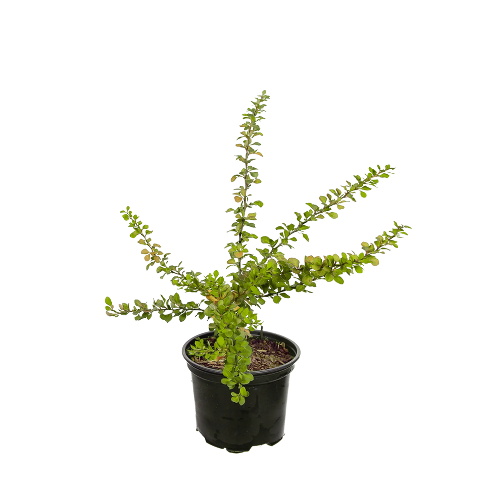 Häckberberis