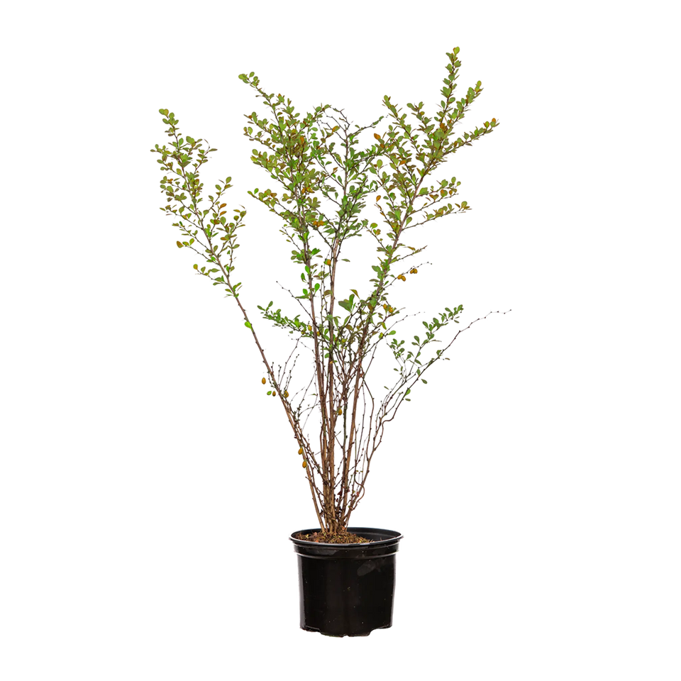 Häckberberis
