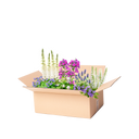 Perennpaket blått, lila och vit