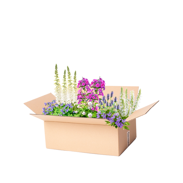Perennpaket blått, lila och vit