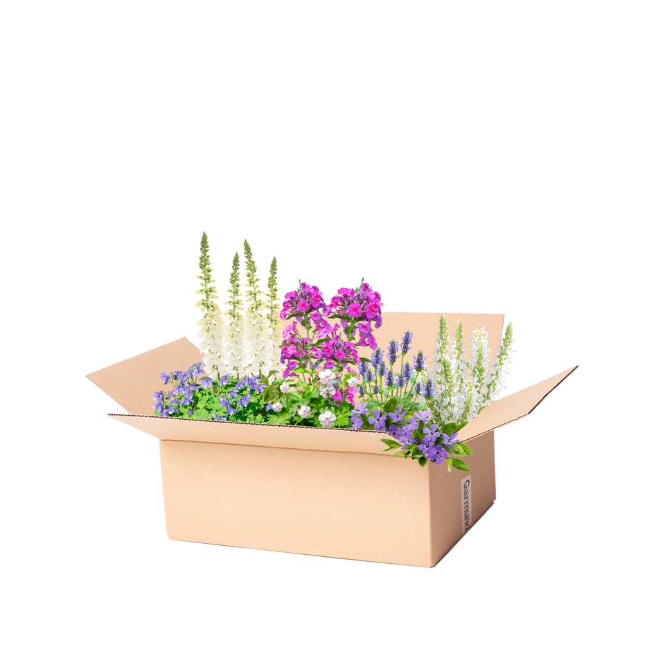 Perennpaket blått, lila och vit