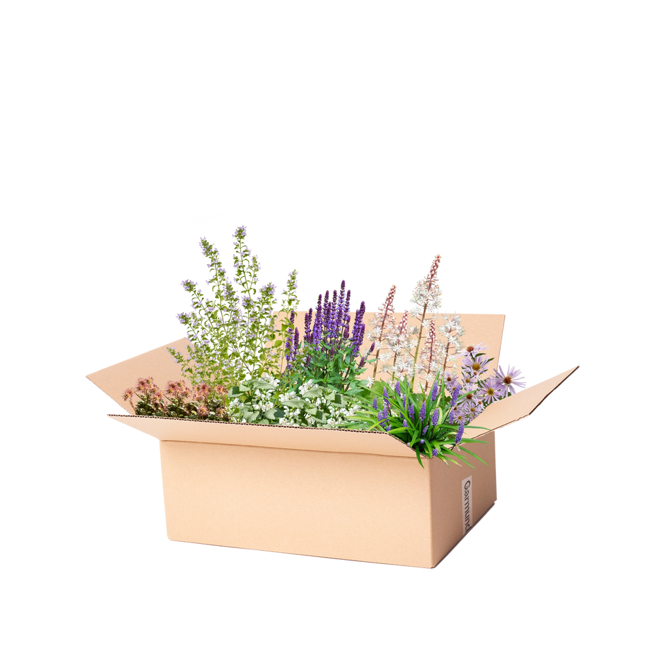 Perennpaket Blått och vitt