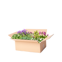 Perennpaket marktäckare