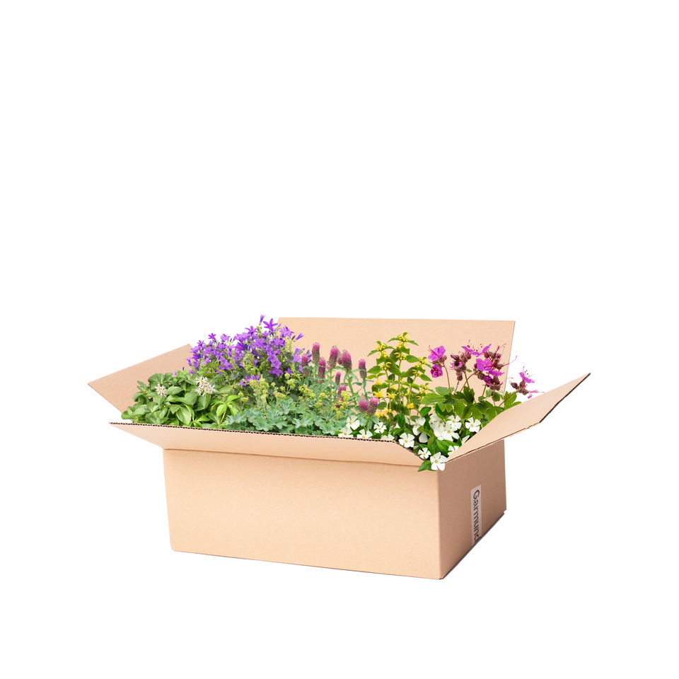 Perennpaket marktäckare