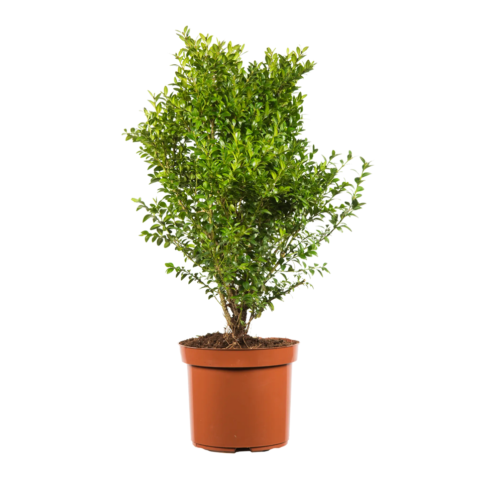 Buxbom