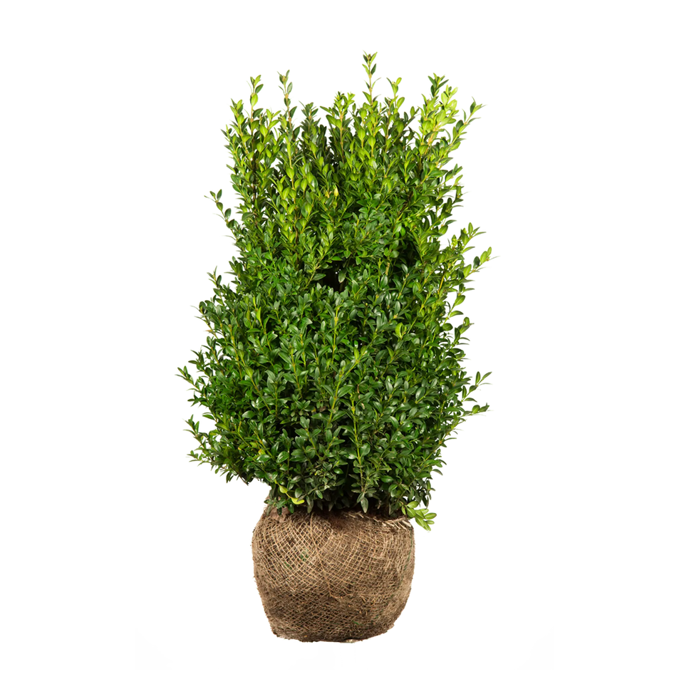 Buxbom